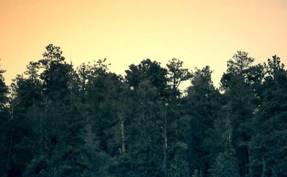 Wald bei Sonnenuntergang