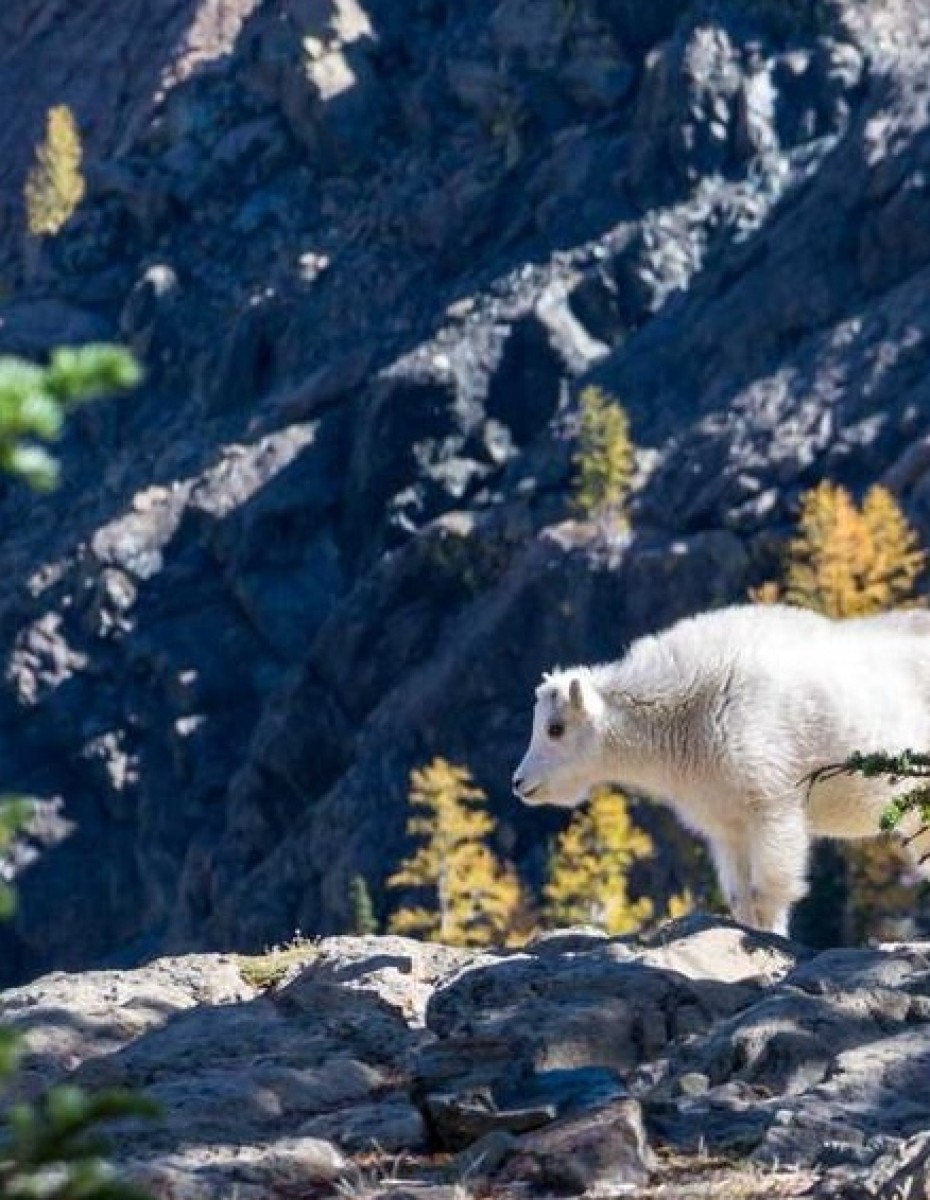 Prozess - Ziege auf Berg