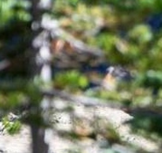 Verschwommene Landschaft