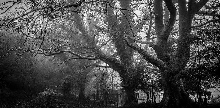Grauer Baum auf grauem Grund