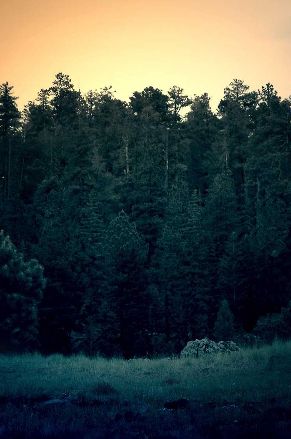 Wald im Abendlicht